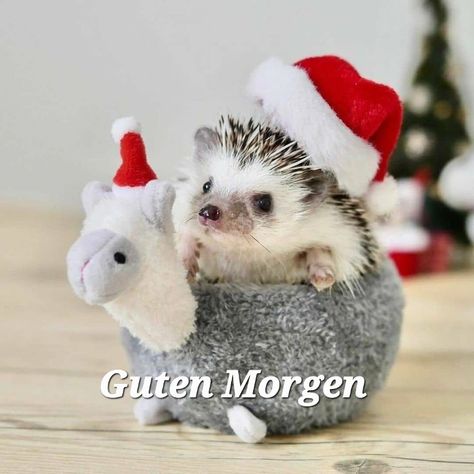 Christmas Hedgehog, Hedgehog Christmas, Hedgehog Pet, Baby Hedgehog, Christmas Forest, A Hedgehog, Cute Hedgehog, Christmas Bear, Silly Animals