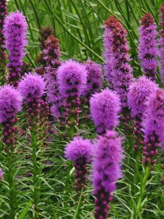 Blue Sky Nursery // Perennials // Liatris spicata FLORISTAN VIOLET Liatris Spicata, Sky Nursery, Blazing Star, Deer Resistant Perennials, Plant Zones, Deer Resistant Plants, Purple Plants, Buy Seeds, Grasses Garden