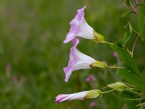 Hedge Bindweed photo - Tim Lyons photos at pbase.com Bindweed Tattoo, Bindweed Flower, Hedge Bindweed, Buttercup Tattoo, Flower References, Morning Glory Flowers, Herb Garden In Kitchen, Buttercup Flower, Deer Tattoo