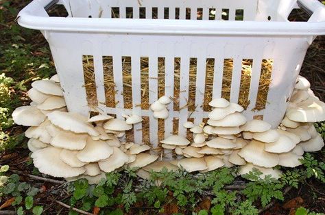 Pickle Mushrooms, Different Types Of Mushrooms, Types Of Mushrooms, Grow Mushrooms, Growing Mushrooms At Home, Mushrooms Growing, Mushroom Kits, Mushroom Cultivation, Garden Mushrooms