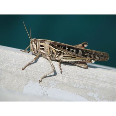 Why Is a Cricket a Sign of Good Luck? | Synonym Nature Clock, Native American Totem, Japanese History, Chinese History, Buddhist Monk, Watch Dogs, Native American Tribes, Native American Culture, Good Fortune