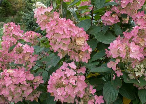 Pink Diamond Hydrangea, Hydrangea Arborescens Annabelle, Hardy Hydrangea, Hydrangea Serrata, Hydrangea Shrub, Types Of Hydrangeas, Bigleaf Hydrangea, Smooth Hydrangea, Hydrangea Arborescens