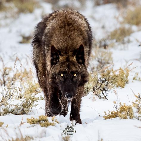 Ever had that feeling you’re being watched? ** ** ** #liveunlimited365 ———------------------------------ #capturethemoment #blackwolf #wolf… Brown Wolf, Wolf Aesthetic, Wolf Poses, Wolf People, Werewolf Aesthetic, Maned Wolf, Being Watched, Wolf Face, African Wild Dog