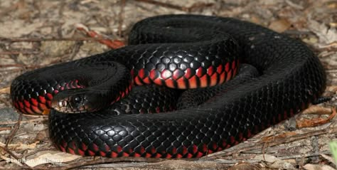 Red-Bellied Black Snake Red Belly Black Snake, Witchy Flowers, Witch Animal, Red Snakes, White Snakes, Crowntail Betta Fish, Halloween America, Black Snake Tattoo, Venomous Animals