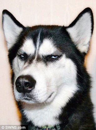 Grumpy dog earns her owner £20,000 thanks to his famously steely stare Dog Drawings Simple, Cute Dog Drawings, Dog Funny Face, Easy Dog Drawing, Dog Drawing Ideas, Big Dogs Breeds, Husky Faces, Biggest Dog In The World, Grumpy Dog