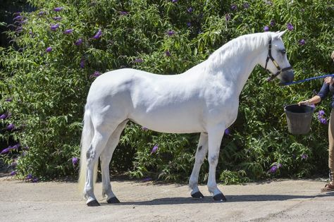 9 Connemara ponies we wanted to take home last show season - Horse & Hound Connemara Horse, Connemara Pony, Pony Horse, Equestrian Life, Horse Breeds, Ponies, Love A, Equestrian, Horses