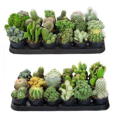 Succulents & Cactus Plants - Plants & Garden Flowers - The Home Depot French Country Garden Decor, Let Love Grow, Country Garden Decor, Succulent Favors, French Country Garden, Tin Metal, Jade Plants, Hybrid Tea Roses, Cactus Plant