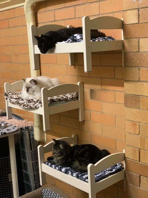 Cat Siblings, Ikea Doll Bed, Cat Bed Ideas, Cat Room Decor, Diy Chat, Cat Bedroom, Cat Patio, Cat Wall Furniture, Cat House Diy