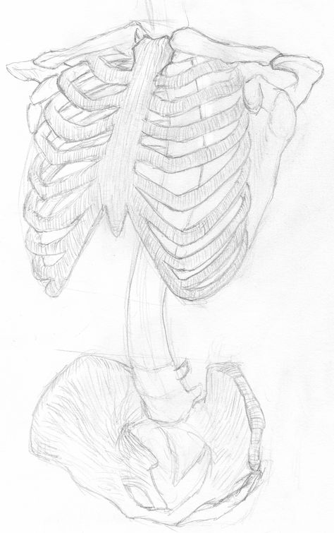 Skeleton Rib Cage Reference, Ribs Reference Drawing, How To Draw Rib Cage Step By Step, Rib Cage Drawing Reference, Ribs Showing Drawing, How To Draw A Rib Cage, Ribs Drawing Simple, Skeleton Ribs Drawing, Open Ribcage Drawing