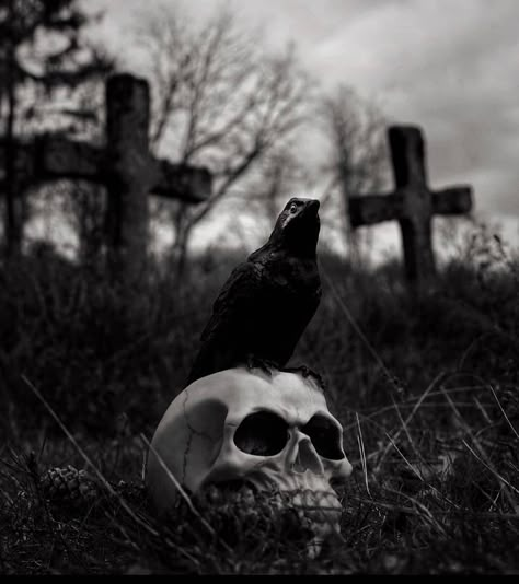 Beautiful photography from marcellowouw💀 #attitudeclothing #goth #gothic #gothique #gothgoth #nugoth #dark #darknature #darkness #gloomy #gothic #black #darkart #decay #skull #skulls #crow #abandoned #cemetery #dark #graveyard #sombre #goth #horror #darkside #creepy #spooky #beautiful #art #moody Angel Demon, Moody Photography, Witchy Wallpaper, Dark Soul, Dark Pictures, Goth Art, Gothic Aesthetic, Skull Wallpaper, Gothic Horror