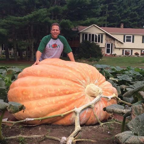 Growing Giant Pumpkins. Information on growing, seeds, records, photos and soil. Lets talk about Giant Pumpkins Planting Pumpkin Seeds, Giant Vegetable, Pumpkin Vegetable, Planting Pumpkins, Large Pumpkins, Giant Pumpkin, Growing Pumpkins, Compost Tea, Home Garden Plants