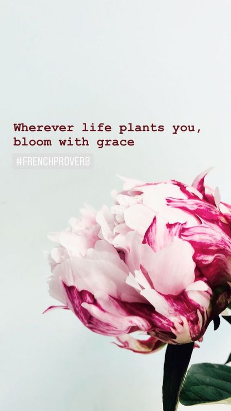 Wherever Life Plants Bloom With Grace, In Full Bloom Quotes, Bloom Quotes Flower, Quotes On Blooming, Flower Life Quotes, Flowers Blooming Quotes, Quotes About Blooming, Plants Quotes Life Inspiration, Bloom Word