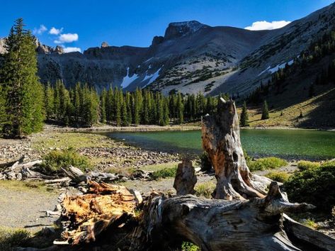 Bristlecone Pine, Great Basin National Park, California Camping, Great Basin, West Coast Road Trip, Google Search Console, Southern Oregon, Park Ranger, National Parks Trip