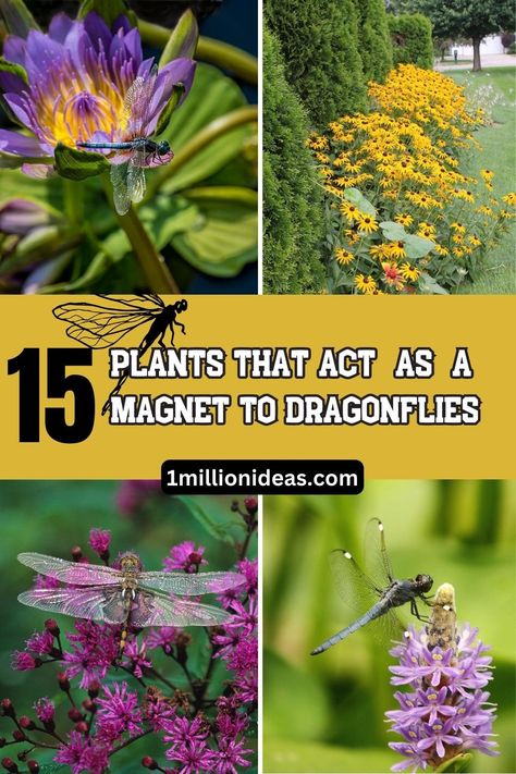 One Dragonfly Can Consume 100s Of Mosquitoes Per Day: Here Are 15 Plants That Act As A Magnet To Dragonflies Dragonfly Attracting Plants, Plants That Attract Bats, How To Attract Dragonflies, Plants For Dragonflies, How To Attract Dragonflies To Your Yard, Flowers That Attract Dragonflies, Plants That Attract Dragonflies, Dragonfly Plants, Attracting Dragonflies