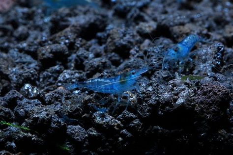 FRESH WATER AQUARIUM SHRIMP sOsHRIMP 10 bLUE vELVET sHRIMP - nEOCARIDINA DAVIDI lIVE fRESHWATER a... Live Shrimp, Aquarium Shrimp, Beta Fish, Home Aquarium, Ocean Fishing, Tanked Aquariums, Saltwater Aquarium, Crustaceans, Freshwater Aquarium