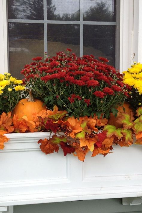 Window boxes come in a variety of materials, such as wood, plastic, resin, and wood frames lined with coco fibers.   Choose the one that best complements your home's style and your personal preferences.  Click the link to discover our expert tips! 👉   #FallDecor #WindowBoxes #GardeningTips #HomeStyle #AutumnInspiration Winter Window Boxes, Fall Window Boxes, Fall Windows, Window Boxes, Window Box, Fall Harvest, Autumn Inspiration, Gardening Tips, Fall Decor