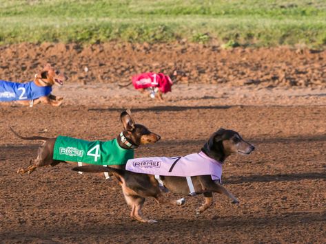 Kentucky Travel, Hold Your Horses, Dachshund Puppy Miniature, Miniature Dachshunds, Dapple Dachshund, Long Haired Dachshund, Weenie Dogs, Where To Travel, Dog Bones