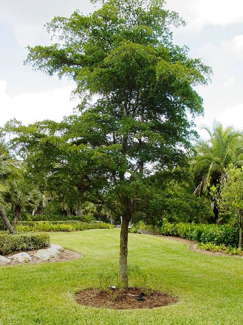 Shady Lady Black Olive Tree, Olive Tree Landscape, Shady Lady Tree, Olive Trees Landscape, Black Olive Tree, Feature Tree, Tree Plan, Household Plants, Shady Tree