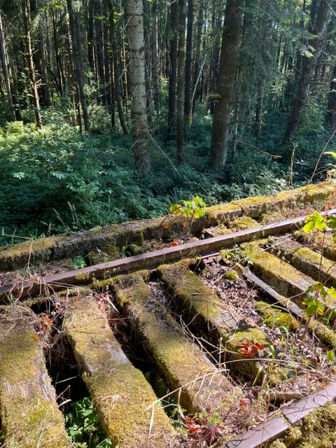 Nature Trail Aesthetic, Pacific Northwest Gothic Aesthetic, Pacific Northwest Gothic, Pnw Autumn, Pnw Gothic, Northwest Gothic, Pacific Northwest Aesthetic, Snoqualmie Washington, Forest Grunge