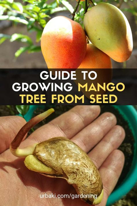 Guide to Growing Mango Tree from Seed Growing Mango From Seed, Mango Tree From Seed, Growing Mango, Avocado Plant From Seed, Indoor Fruit Trees, Mango Plant, Planting Fruit Trees, Mango Trees, Ripe Mango