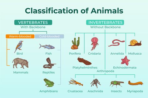 Classification Of Animals - Class 11 Biology Animal Kingdom Classification, Classification Of Animals, Kingdom Classification, Animal Infographic, Vertebrates And Invertebrates, Marine Organism, Animal Classification, Cnidaria, Toddler Class