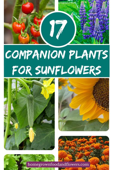 Sunflower Companion Plants Vegetable Garden, Companion Planting Chart Flowers, Companion Flowers For Vegetable Garden, Sunflowers Planting Ideas, Sunflower Companion Plants, When To Plant Sunflowers, Different Types Of Plants, Perennial Sunflower, Best Companion Plants