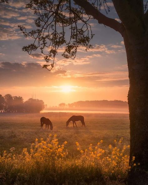 Autumnal Art, Country Books, Future Aesthetic, Dream Country, Country Backgrounds, Farm Pictures, Shattered Dreams, Dream Future, Horse Aesthetic