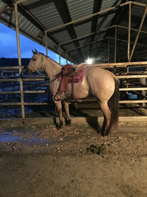 Beautiful dapple buckskin quarter horse mare. Paisley. Buckskin Barrel Horse, Buckskin Quarter Horse, Buckskin Horses, Quarter Horse Mare, Barrel Racing Tack Rodeo, Buckskin Horse, Mare Horse, Barrel Racing Tack, Barrel Horse