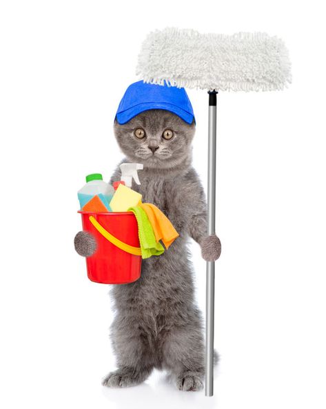 "Chemical household cleaners are toxic to our cats, so we wanted to find a cheap and safe cleaner alternative. This is the recipe for success when cleaning in the home..." Ugly Cat, Cat Cleaning, Dream's Cat, Laughing Cat, Cat Doodle, Image Chat, Silly Animals, Oui Oui, Cat Wallpaper