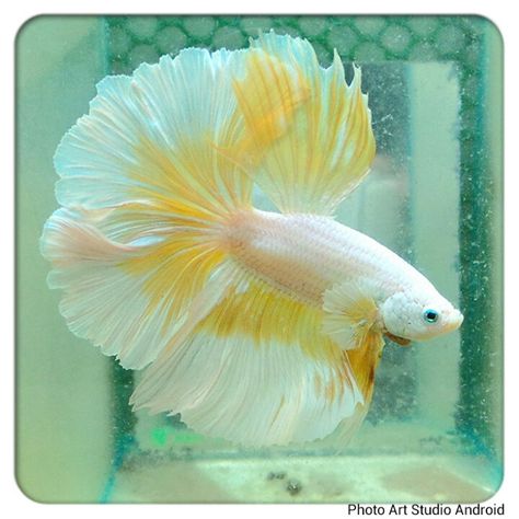 Amarillo blanco Aquarium Pictures, Cr7 Wallpapers, Betta Fish Types, Tropical Fish Aquarium, Pretty Fish, Beta Fish, Betta Fish Tank, Fish Care, Salt Water Fish