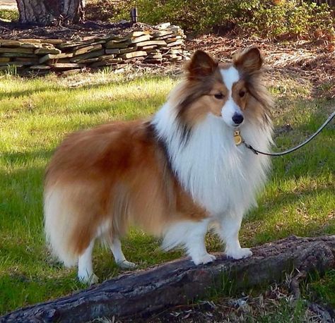 Available mini toy AKC Sheltie Shetland Sheepdog Puppies Mini Sheltie, Mini Collie, Shetland Sheepdog Blue Merle, Shetland Sheepdog Puppies, Dog Dna Test, Sheltie Dogs, Puppy Grooming, Shetland Sheep, Dog Mixes