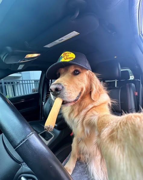 Heard people like boys in @bassproshops hats…. Happy National Selfie Day 😜 #dogsofinstagram #dogselfie #goldenretriever #dogsofflorida #dogsoforlando Dog Fever, Dog Caricature, Cute Dogs Images, Cute Dog Photos, Cute Animals Puppies, Dogs Cute, Very Cute Dogs, Dog Selfie, Silly Dogs