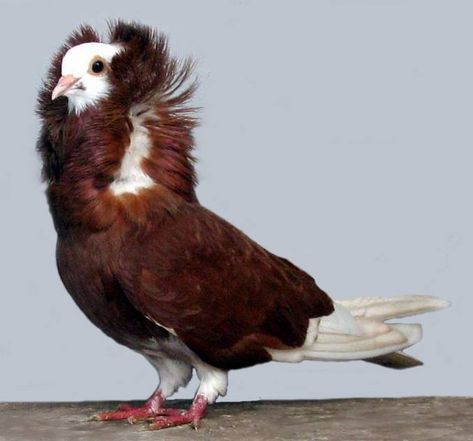 When it comes to creating 'fancy' breeds of domestic animals, humans can get a little, uh, eccentric. That's definitely the case with these surprising pigeons! Jacobin Pigeon, Types Of Pigeons, Band Tailed Pigeon, Feral Pigeon, King Pigeon, Homing Pigeons, Pigeon Breeds, Dove Pigeon, Old Dutch