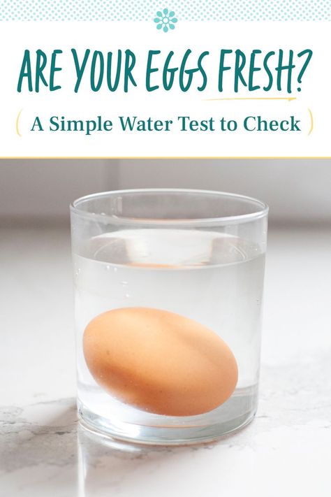 How to Test Eggs for Freshness How To Check Eggs For Freshness, How To Test Eggs For Freshness, Checking Eggs In Water, Checking Eggs For Freshness, How To Test Eggs To See If They Are Good, Test Eggs In Water, How To Check If Eggs Are Good, Eggs In Water Test, Fresh Eggs Test