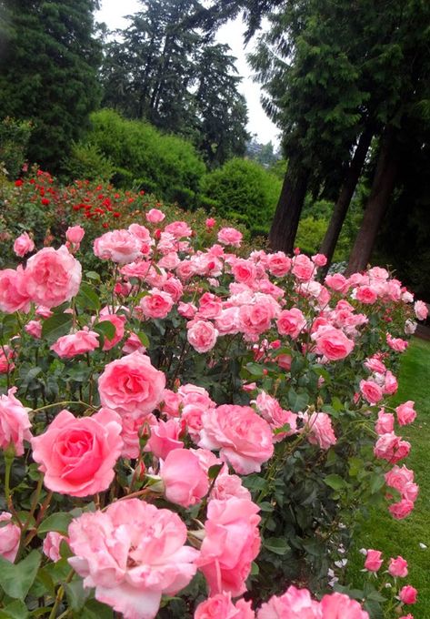 Pink Rose Bush, Rose Belle, Rose Seeds, Mother Love, Flower Landscape, Rose Bush, Beautiful Flowers Pictures, Gorgeous Gardens, Arte Floral