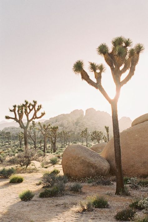 joshua tree national park elopement  — Gaby J Photography #travel #summerviews Joshua Tree Park, Sunset Elopement, Desert Aesthetic, National Parks Photography, Desert Dream, Desert Life, Image Nature, Tree Tree, Park Photography