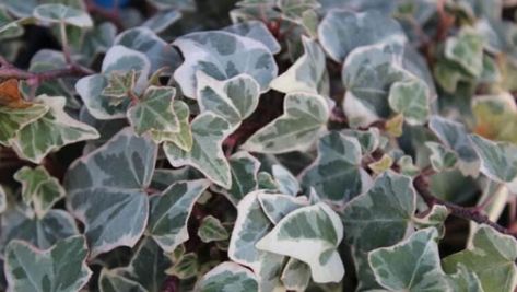 34 Types of Ivy for Outdoors to Consider - Gardening Channel Types Of Ivy, Make Sure, To Grow, Ivy, Doors