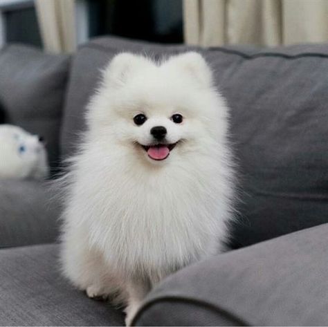 14 Adorable Things That You Wanna Know About Your Pomeranian Chien Jack Russel, Puppy Husky, Spitz Pomeranian, White Pomeranian, Aussie Puppies, Cute Pomeranian, Pomeranian Dog, Blue Merle, Pomeranian Puppy