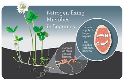 Plant biologists at the University of Illinois and Michigan State University have pinpointed the area of genomes within nitrogen-fixing bacteria in roots, called rhizobia, that's being altered when the plant they serve is exposed to nitrogen fertilizer. Nitrogen Fixers, Nitrogen Fixation, Rock Sign, Eco Garden, Agriculture Education, Food Web, Plant Supplies, Plant Science, Happy Friendship