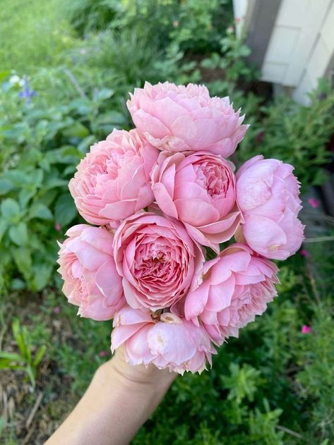 Alnwick Rose, My Garden, Pins