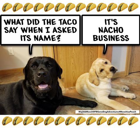 Taco Tuesday name nacho business pun dog funny joke humor meme Taco Tuesday Humor, Taco Tuesday Meme, Funny Taco Tuesday, Tuesday Meme, Funny Good Morning Messages, Morning Wednesday, Dog Puns, Taco Humor, Tuesday Humor