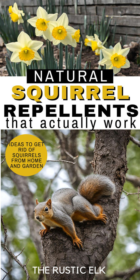 Squirrel Repellent Spray, Diy Squirrel Repellent Homemade, Get Rid Of Squirrels In Yard, Ground Squirrels How To Get Rid Of, How To Get Rid Of Squirrels In The Attic, Natural Squirrel Repellent, Homemade Squirrel Repellent, Squirrel Deterrent Garden, How To Get Rid Of Squirrels