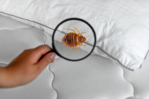 Senior Living Apartments, Red Insects, Kill Bed Bugs, Kill Bugs, Rid Of Bed Bugs, Diy Pest Control, Household Pests, Bug Control, Bed Bug