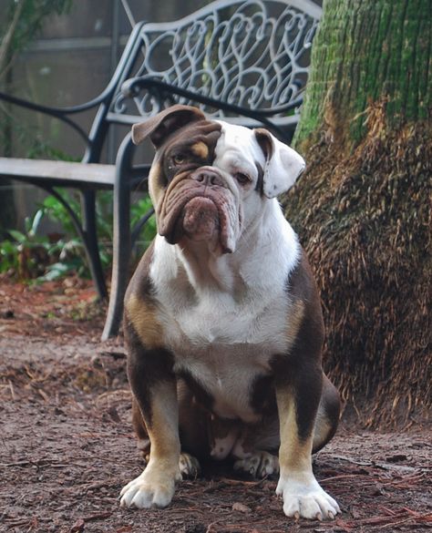 Olde English Bulldogge Puppy Colors | Olde South Bulldogges % English Bulldog Full Grown, Olde English Bulldog Puppies, Lovers Tattoo, Bulldog Images, Olde English Bulldogge, English Dogs, Cute Bulldog Puppies, Tattoos For Dog Lovers, Bully Breeds Dogs