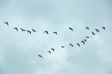 Snow Goose Hunting, Recess Time, Geese Flying, Goose Hunting, Isle Of Islay, Reference Photos For Artists, Snow Goose, Animal Drawings Sketches, Bird Migration