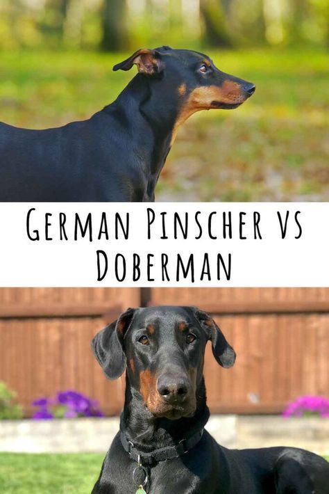 german pinscher vs doberman Doberman Pinscher Puppy, German Pinscher, Christmas Fabric Crafts, Doberman Dogs, Dog Parents, Doberman Pinscher, Dog Trainer, Working Dogs, Dog Health