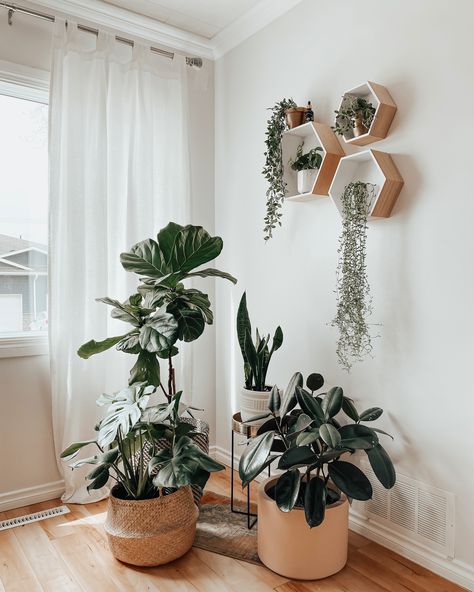 Plants in the home, house plants, plant corner, plant wall, plant decor ideas, wall of plants, plant tips, plant lover, living room plants, easy to care for plants, planter ideas, styling plants. Plant Wall Decor Living Room, Living Room Plant Ideas, Living Room Corner Ideas, Plants Corner, Styling Plants, Corner Decorating Ideas, Indoor Plants Decor Living Room, Living Room Corner Decor, Plant Placement