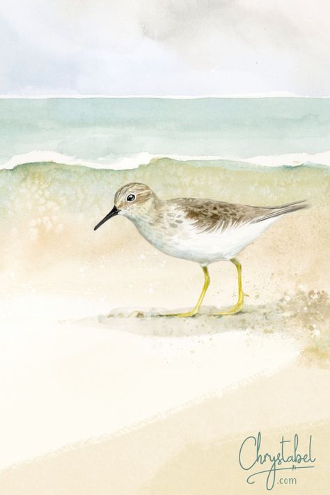 Original Sandpiper on the Beach watercolor painting by Christy Obalek #painting #peep #shorebird #coastal #walldecor Sand Piper Painting, Watercolor Sandpipers, Sandpiper Watercolor, Sandpiper Painting, Sunny Days Aesthetic, Sandpipers On The Beach, Sandpiper Bird, Sand Piper, Paint Birds