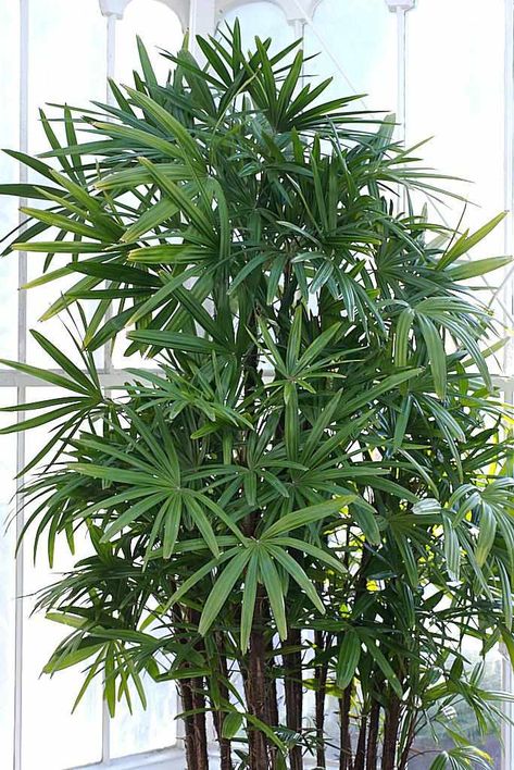 Cold Hardy Palm Trees, Gerbera Jamesonii, Indoor Palm Trees, Small Palm Trees, Kalanchoe Blossfeldiana, Indoor Palms, Potted Palms, Hedera Helix, Sansevieria Trifasciata