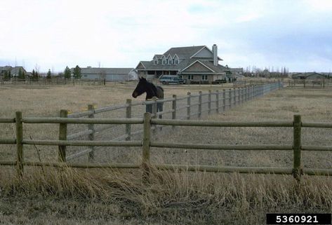 Horse Farm Layout, Pasture Shelter, Horse Pens, Pasture Fencing, Horse Farm Ideas, Horse Paddock, Horse Barn Ideas Stables, Horse Corral, Horse Arena